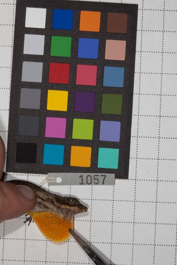 Media type: image;   Herpetology R-190591